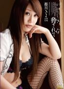 大岛喜代叶种子