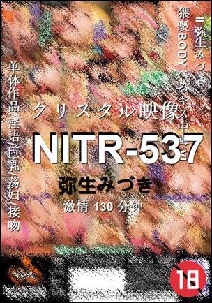 NITR-537种子